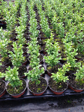 Load image into Gallery viewer, 50 Common Box Hedging - approx 15-20cm Tall in Pots Buxus Sempervirens