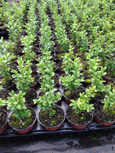 Load image into Gallery viewer, 10 Common Box Hedging - approx 15-20cm Tall in Pots Buxus Sempervirens
