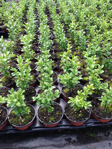 10 Common Box Hedging - approx 15-20cm Tall in Pots Buxus Sempervirens