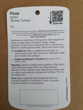 Load image into Gallery viewer, Fig Tree Plant- Brown Turkey Apx 30-40cm Tall - Ficus carica - 3L Pot