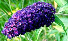Load image into Gallery viewer, 3 Buddleia davidii 'Empire Blue' - 20cm Tall - 10.5cm Pots Buddleja Butterfly Bush