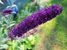 Load image into Gallery viewer, 3 Buddleia davidii 'Black Knight' Apx 20cm Tall - 10.5cm Pots Buddleja Butterfly Bush