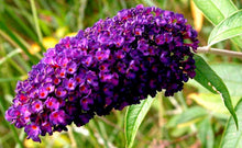 Load image into Gallery viewer, 3 Buddleia davidii 'Black Knight' Apx 20cm Tall - 10.5cm Pots Buddleja Butterfly Bush