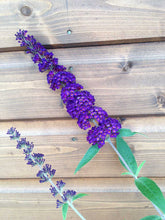 Load image into Gallery viewer, 3 Buddleia davidii 'Black Knight' Apx 20cm Tall - 10.5cm Pots Buddleja Butterfly Bush