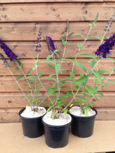 Load image into Gallery viewer, 3 Buddleia davidii 'Black Knight' Apx 20cm Tall - 10.5cm Pots Buddleja Butterfly Bush