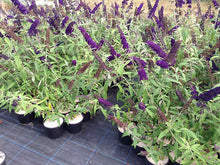 Load image into Gallery viewer, 3 Buddleia 'White Profusion' (Seconds) in 2L Pots 2-3ft Tall Buddleja Butterfly Bush