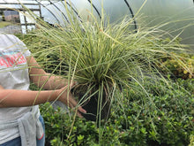 Load image into Gallery viewer, 2 Carex Evergreen Ornamental Grass (Seconds) - Evergreen Sedge Grass - oshimensis 'Evergold'