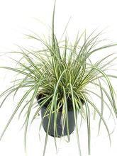 Load image into Gallery viewer, 2 Carex Evergreen Ornamental Grass (Seconds) - Evergreen Sedge Grass - oshimensis 'Evergold'
