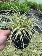 Load image into Gallery viewer, 2 Carex Evergreen Ornamental Grass (Seconds) - Evergreen Sedge Grass - oshimensis 'Evergold'