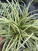 Load image into Gallery viewer, 2 Carex Evergreen Ornamental Grass (Seconds) - Evergreen Sedge Grass - oshimensis 'Evergold'