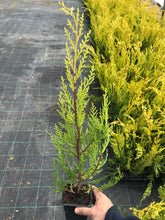 Load image into Gallery viewer, 30 Gold Leylandii Hedging - Leyland cypress apx 35-55cm Tall
