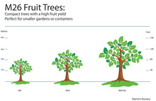 Load image into Gallery viewer, Victoria Plum Tree - Dwarf Variety Great for Smaller Gardens Apx 5-6ft- 3yrs Branched
