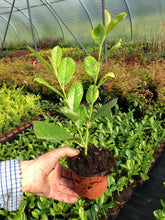 Load image into Gallery viewer, 10 Cherry Laurel Hedging - Seconds - 20-30cm (Some Leaf Damage Still Fine)