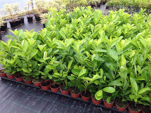 10 Cherry Laurel Hedging apx 25-35cm in Pots - Great Quality