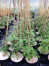 Load image into Gallery viewer, 3 Clematis montana 'Grandiflora' Alba 2-3ft in 2L Pot - White Flowers Climber