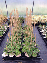 Load image into Gallery viewer, 2 Clematis montana 'Grandiflora' Alba 2-3ft in 2L Pot - White Flowers Climber