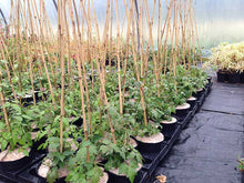 Load image into Gallery viewer, 3 Clematis montana 'Grandiflora' Alba 2-3ft in 2L Pot - White Flowers Climber