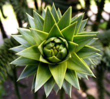 Load image into Gallery viewer, Monkey Puzzle Tree - SECONDS - (Araucaria araucana) - Apx 15–20cm Tall - 3L Pot - Great Gift