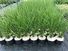 Load image into Gallery viewer, 1 Cordyline australis (Seconds) Evergreen Palm - approx 40-60cm tall in a 2L Pot