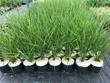 Load image into Gallery viewer, 4 Cordyline australis Evergreen Palm - approx 40-60cm tall in a 2L Pot
