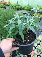 Load image into Gallery viewer, 3 Buddleia 'White Profusion' (Seconds) in 2L Pots 2-3ft Tall Buddleja Butterfly Bush