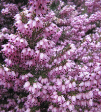 Load image into Gallery viewer, 20 Mixed Heather - Winter Flowering, Ground Cover - Red, Pink, Purple, White