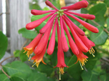 Load image into Gallery viewer, 2 Henry's Honeysuckle Lonicera 'henryi' - Evergreen - Apx 2-3ft - Climber 2L Pots
