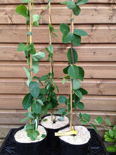 Load image into Gallery viewer, 3 Henry's Honeysuckle Lonicera 'henryi' (Seconds) - Evergreen Climber - Apx 2-3ft