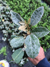 Load image into Gallery viewer, 10 Elaeagnus ebbingei apx 20-30cm Tall - Evergreen Hedging - Green Silver Leaves