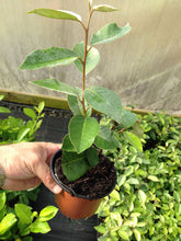 Load image into Gallery viewer, 10 Elaeagnus ebbingei apx 20-30cm Tall - Evergreen Hedging - Green Silver Leaves