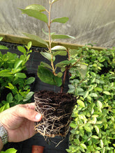 Load image into Gallery viewer, 10 Elaeagnus ebbingei apx 20-30cm Tall - Evergreen Hedging - Green Silver Leaves