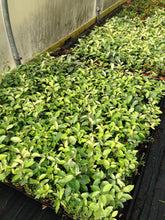 Load image into Gallery viewer, 10 Elaeagnus ebbingei apx 20-30cm Tall - Evergreen Hedging - Green Silver Leaves