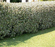 Load image into Gallery viewer, 10 Elaeagnus ebbingei apx 20-30cm Tall - Evergreen Hedging - Green Silver Leaves