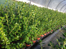 Load image into Gallery viewer, 10 Escallonia 'Pride of Donard' (Seconds) Hedging 10.5cm Pots apx 35-50cm Tall