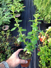 Load image into Gallery viewer, 10 Escallonia 'Pride of Donard' (Seconds) Hedging 10.5cm Pots apx 35-50cm Tall