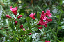 Load image into Gallery viewer, 50 Escallonia 'Pride of Donard' Hedging 10.5cm Pots apx 30-45cm Tall