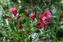 Load image into Gallery viewer, 10 Escallonia 'Pride of Donard' Hedging 10.5cm Pots apx 30-45cm Tall