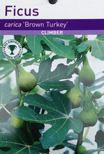 Load image into Gallery viewer, Fig Tree Plant- Brown Turkey Apx 30-40cm Tall - Ficus carica - 3L Pot