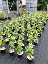 Load image into Gallery viewer, Fig Tree Plant- Brown Turkey Apx 30-40cm Tall - Ficus carica - 3L Pot