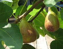 Load image into Gallery viewer, Fig Tree Plant- Brown Turkey Apx 30-40cm Tall - Ficus carica - 3L Pot