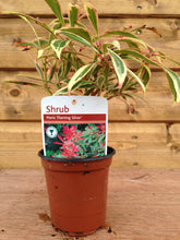 Load image into Gallery viewer, 5 Mixed Shrubs - Well Established in Pots - Great Value - 10.5cm Pots