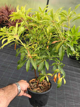Load image into Gallery viewer, 2 Pieris 'Forest Flame' (Seconds) 40-60cm Tall Shrub in Large 2L Pots