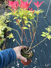 Load image into Gallery viewer, 3 Pieris 'Forest Flame' Shrub (Seconds) in 10.5cm Pots