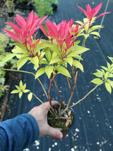 Load image into Gallery viewer, 3 Pieris 'Forest Flame' Shrub (Seconds) in 10.5cm Pots