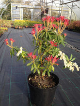 Load image into Gallery viewer, 1 Pieris 'Forest Flame' Shrub - Mature Plant - 2-3ft - 5 Litre Pot - 4yrs Old