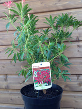 Load image into Gallery viewer, 3 Pieris 'Forest Flame' Shrub in Large 2L Pots Evergreen