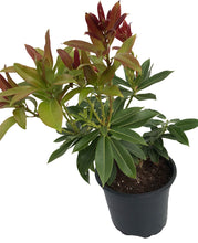 Load image into Gallery viewer, 2 Pieris 'Forest Flame' (Seconds) 40-60cm Tall Shrub in Large 2L Pots
