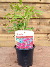 Load image into Gallery viewer, 5 Mixed Shrubs - Well Established in Pots - Great Value - 10.5cm Pots