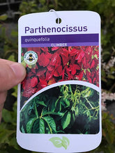 Load image into Gallery viewer, 1 Virginia Creeper - Parthenocissus Engelmannii - 2-3ft Tall in 2L Pot