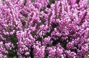 25 Mixed Heather - Winter Flowering, Ground Cover - Red, Pink, Purple, White